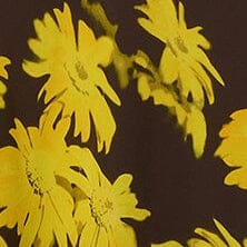 LUCCA DRESS | GOLDEN DAISY