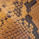 WALLY ANKLE BOOT | SNAKE